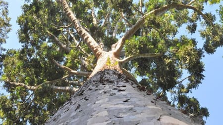 "Árbol de cristal". Foto: Gobierno de la Provincia de Buenos Aires.