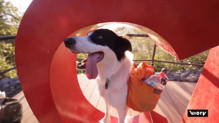 Sam, el perro que recicla en Chile. Foto: Captura de pantalla/Viory.