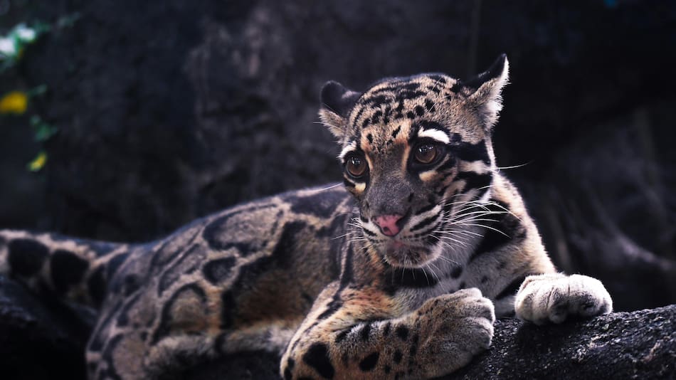 Leopardo nebuloso de Borneo.