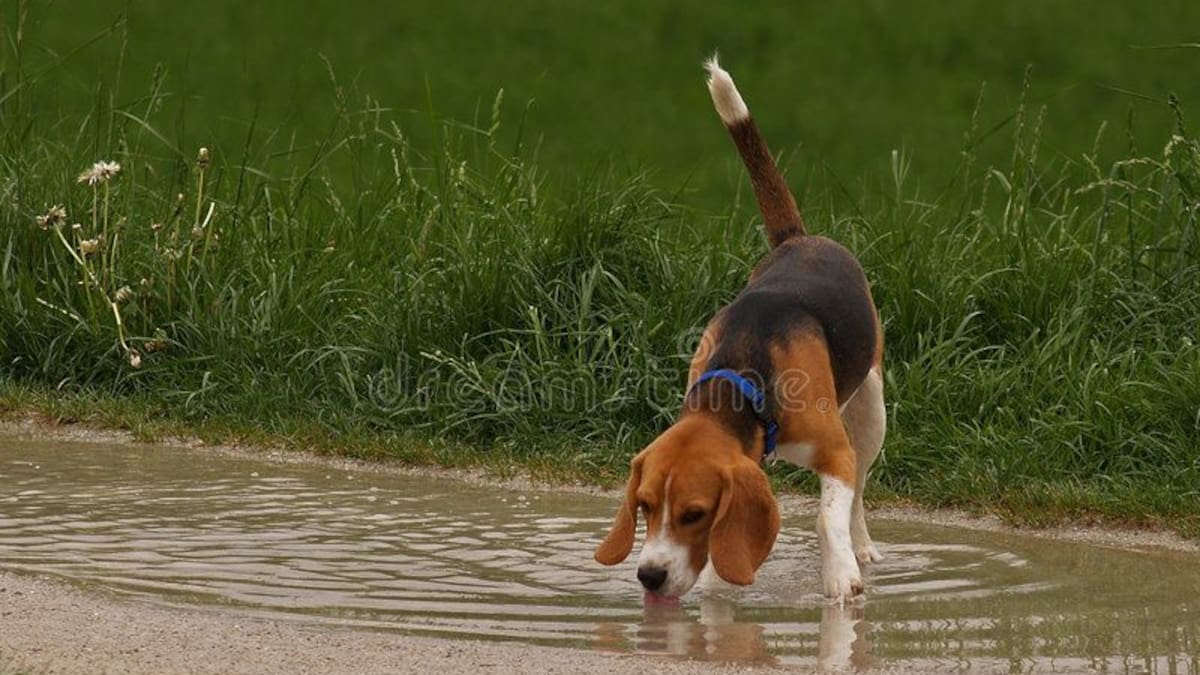 ¿Es peligroso que los perros y gatos tomen agua de lluvia Qué dicen los expertos y cuándo hay que preocuparse