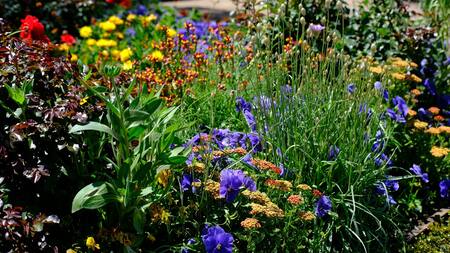 Jardín con flores y plantas.