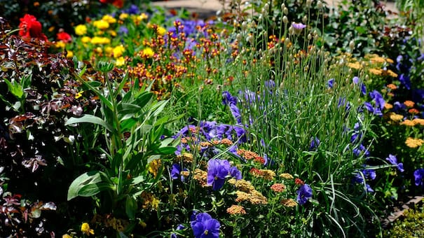 Llená tu jardín de abejas y mariposas: las 3 flores ideales para sembrar en la primavera