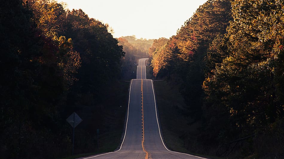 Árboles al costado de la ruta. Foto: Unsplash.