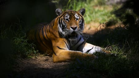 Tigre. Foto: EFE.