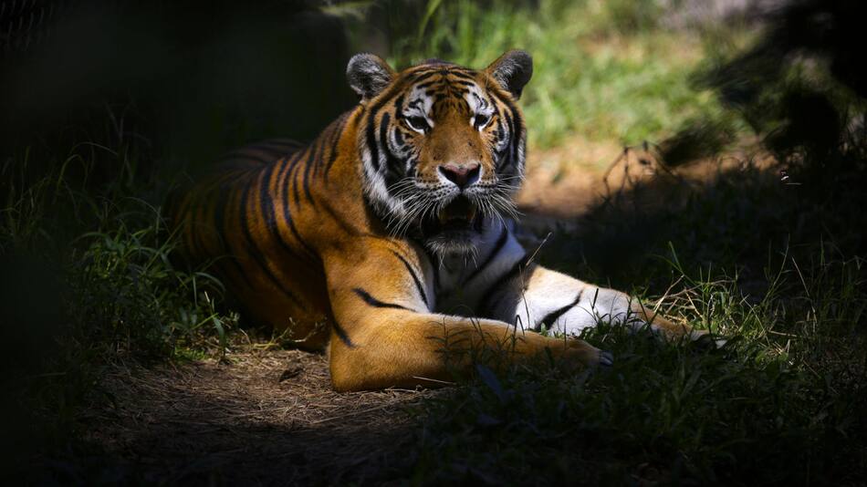 Tigre. Foto: EFE.