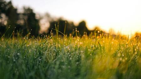 Césped; pasto; maleza. Foto: Unsplash