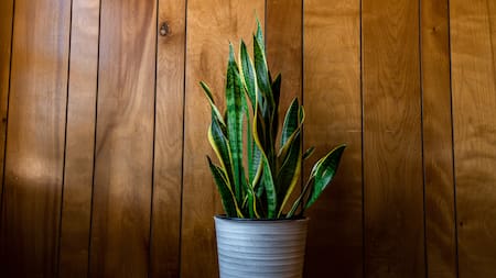 Cada cuánto se debe regar la lengua de suegra.