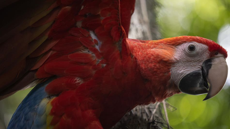 Liberaron 10 guacamayas rojas en la selva maya de Laguna del Tigre. Foto: EFE.