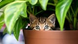 Cómo mantener a los gatos lejos de las plantas: 3 trucos naturales y efectivos