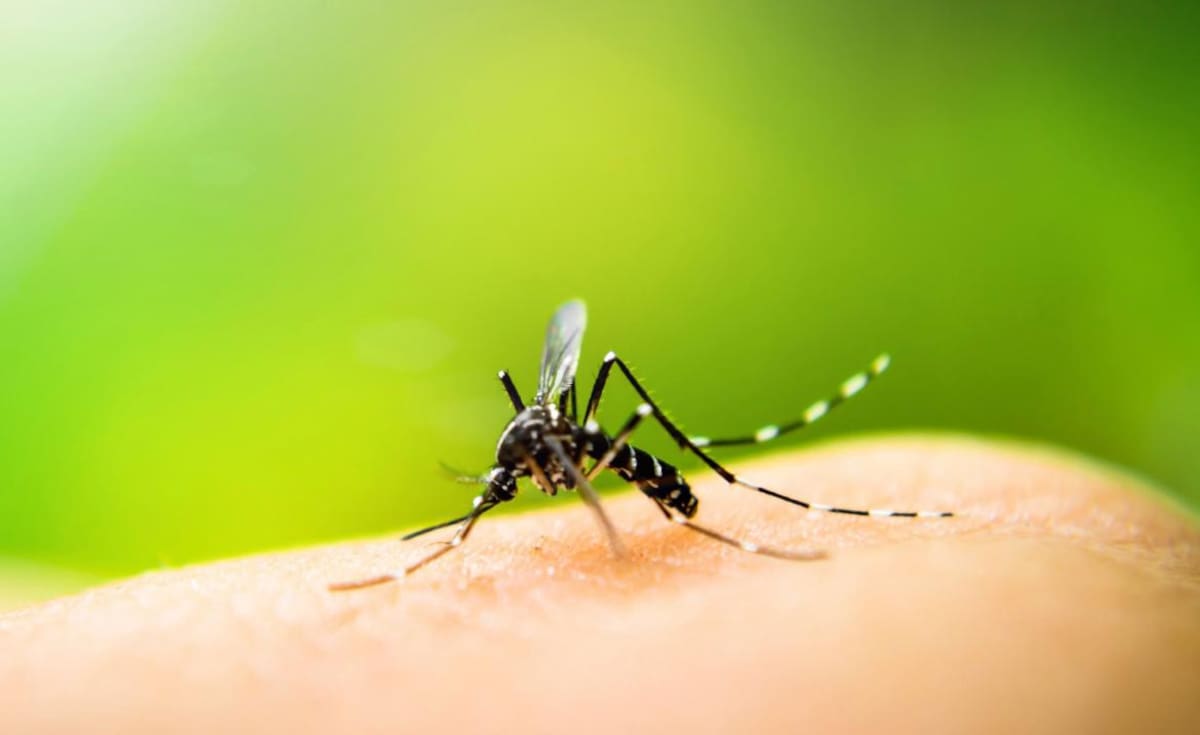 Fiebre Amarilla, mosquito, enfermedad