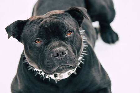 Perro Pitbull. Unsplash.
