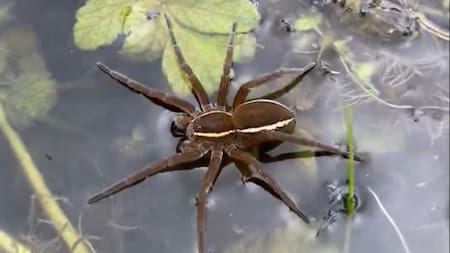 Resurge la araña pantano en Reino Unido. Foto: X