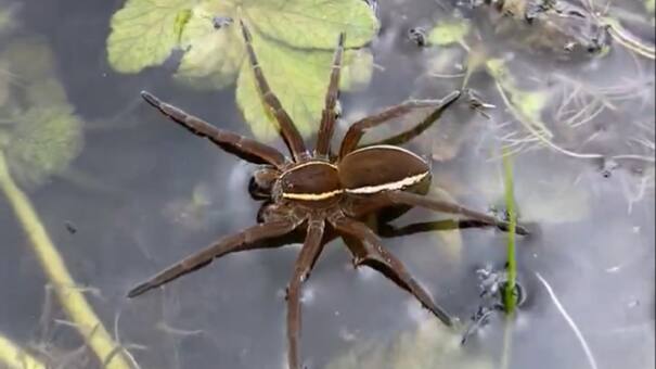 Burlar a la muerte: la araña de pantano reapareció tras estar más de 10 años al borde de la extinción