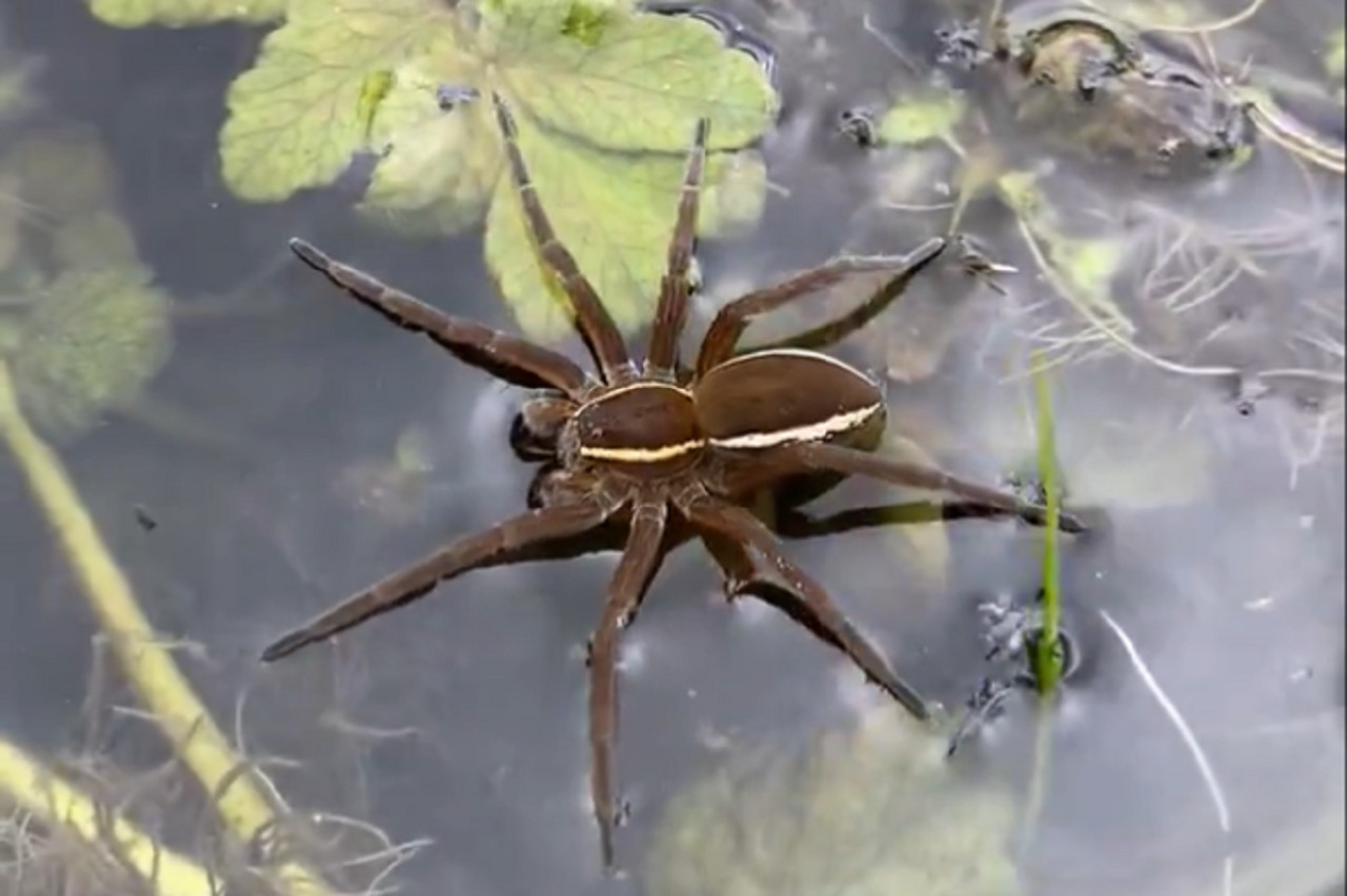 Resurge la araña pantano en Reino Unido. Foto: X