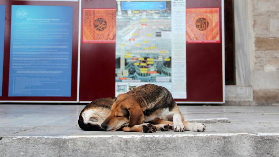 Perros callejeros. Foto: EFE