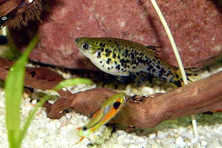 Peces. Fuente: Wikimedia