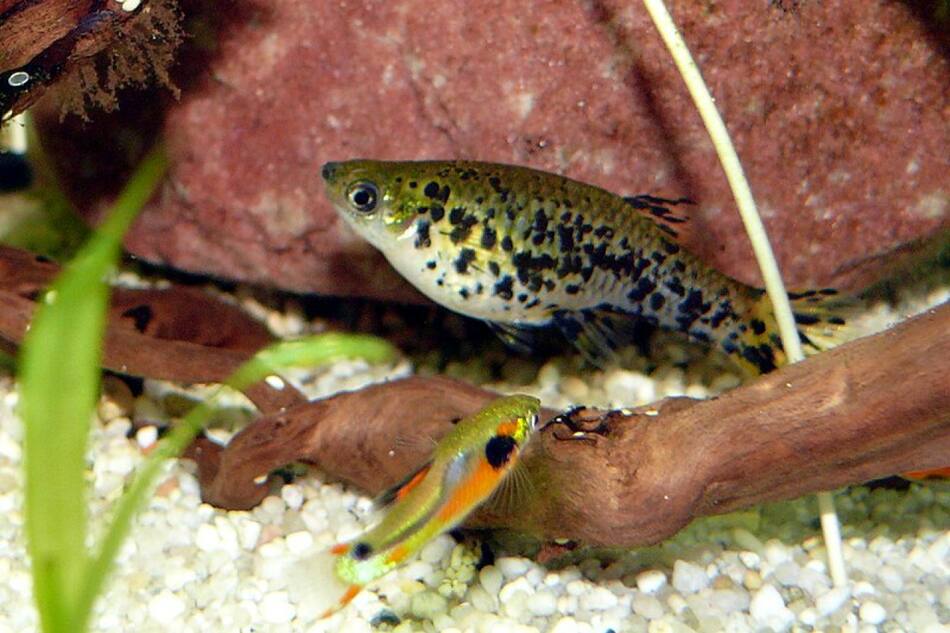 Peces. Fuente: Wikimedia