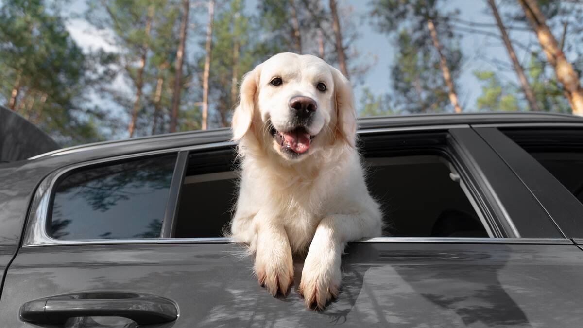 Los perros se emocionan al viajar en auto junto a sus dueños.