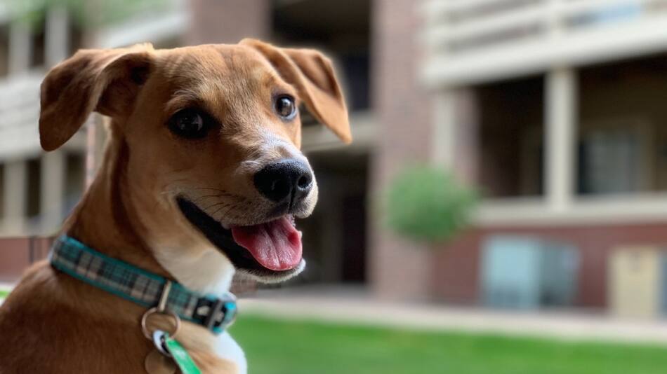 Los perros son capaces de expresar, mediante su rostro, distintas emociones. Foto: Unsplash.