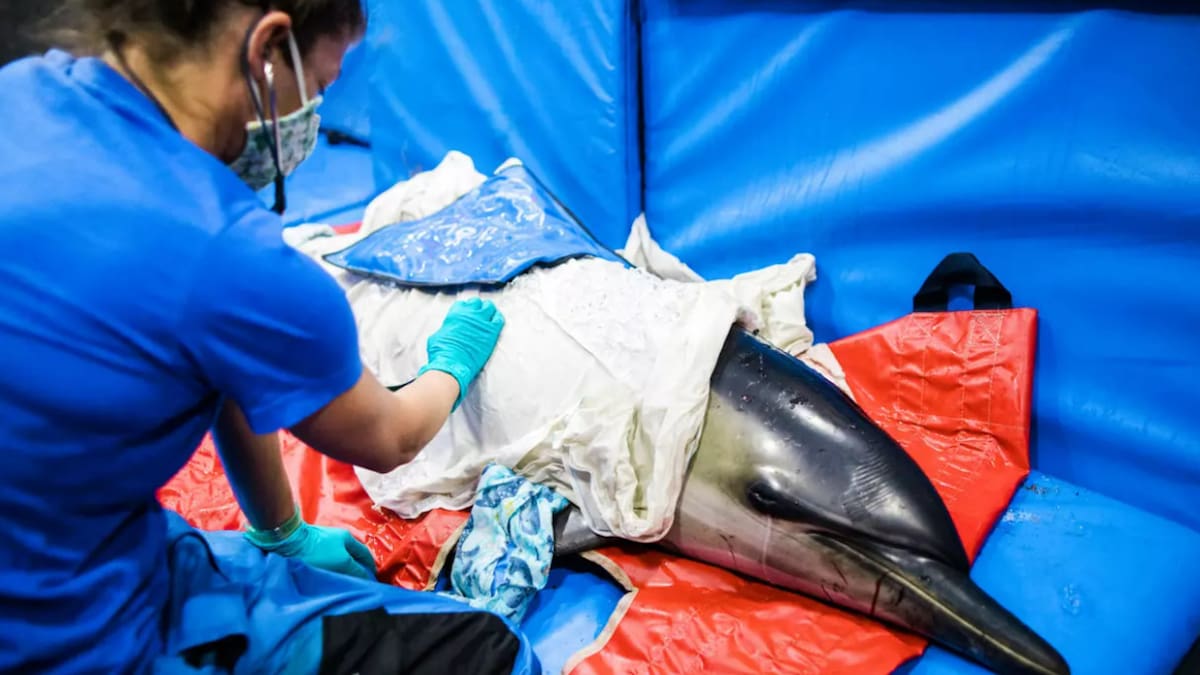 Examen de salud a los delfines. Foto: IFAW/Stacey Hedman