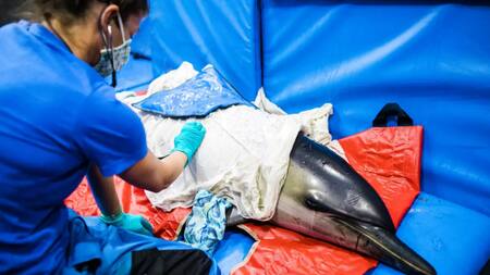 Examen de salud a los delfines. Foto: IFAW/Stacey Hedman