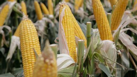 Las cuatro cadenas de cultivos rechazaron el cierre de exportaciones de maíz decretado por el Gobierno