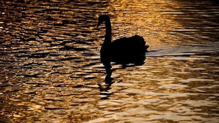 Gripe aviar. Foto: REUTERS.