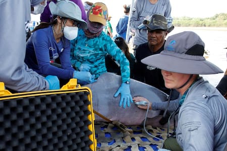 Extraen delfín raro de lago Amazonas para estudiar efectos del cambio climático. Foto: Reuters.