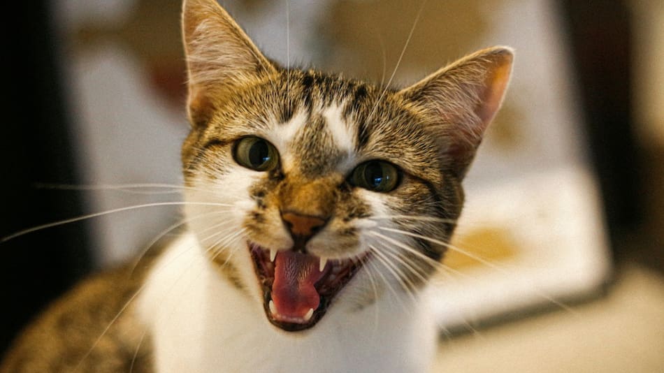 Existen siete motivos por los cuales un gato puede maullar durante las noches