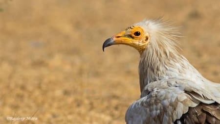 Buitres. Fuente: EFE