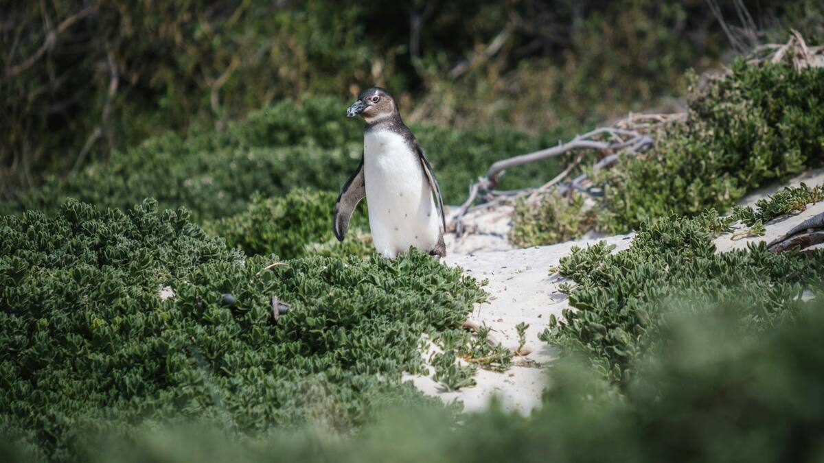 Pingüino. Foto: Unsplash.