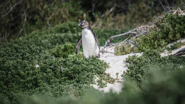 Matanza de pingüinos en Punta Tombo: condenaron a tres años de cárcel al responsable