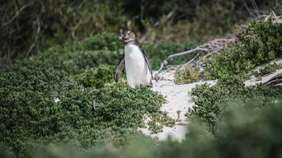 Pingüino. Foto: Unsplash.