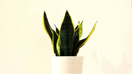 Cómo limpiar correctamente una lengua de suegra.