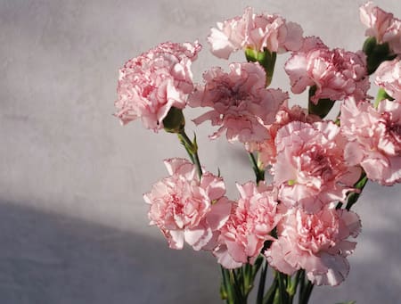 Clavel, flor. Foto: Unsplash