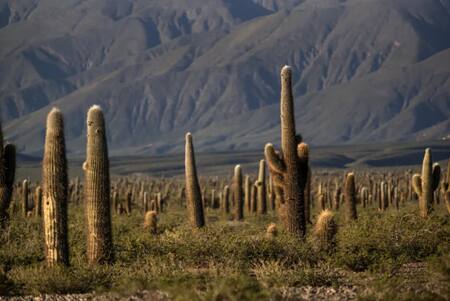 Parque Nacional de los Cardones, Salta. Foto NA.