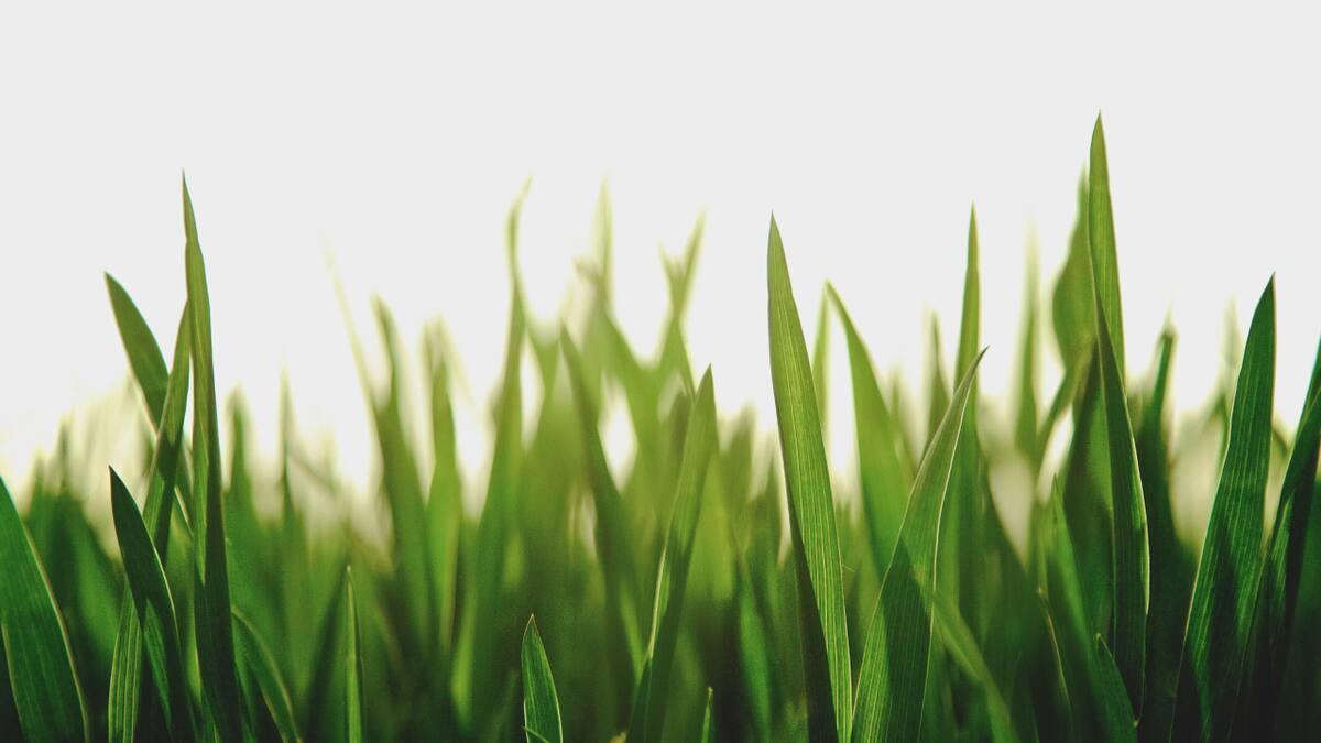 Hierba; pasto. Foto: Unsplash