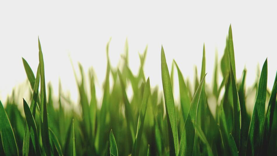 Hierba; pasto. Foto: Unsplash