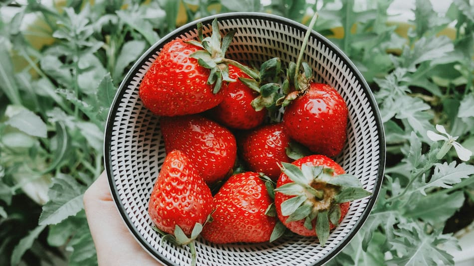 Empezó la temporada de frutillas.