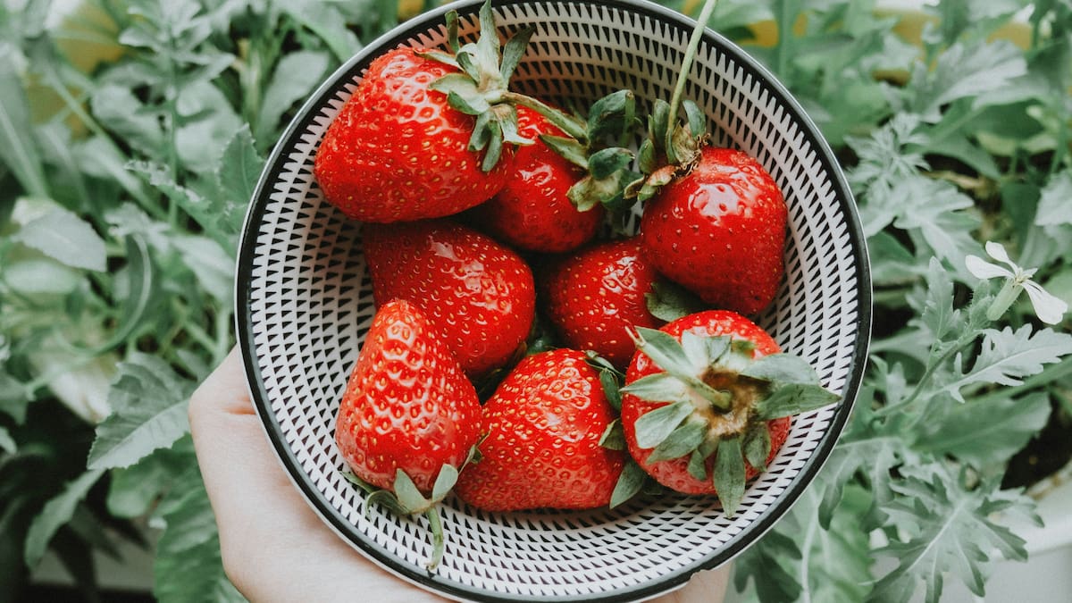 Empezó la temporada de frutillas: cuánto sale un kilo en septiembre 2025 en Argentina