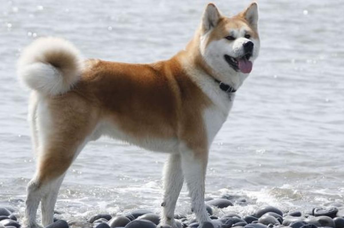 Akita Inu