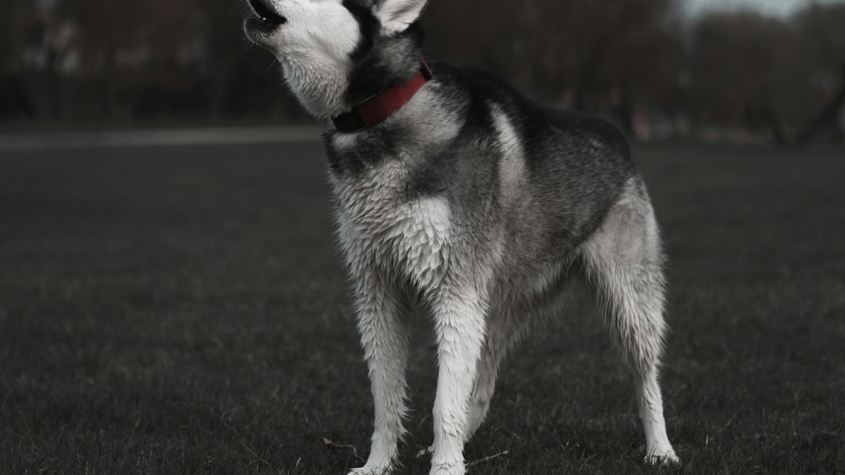 Según un estudio, los perros pueden comunicarse con los humanos utilizando combinaciones de dos palabras