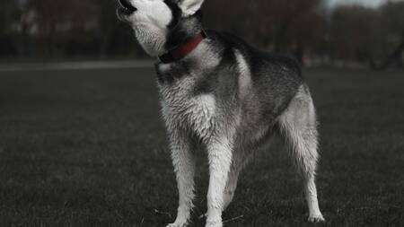 Perro, aullido. Foto: Unsplash.