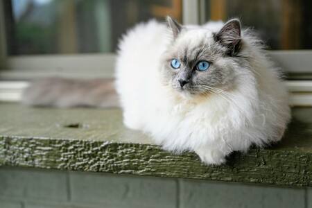 Gato Ragdoll