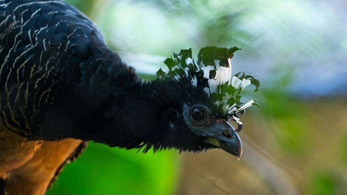 Es un ave galliforme que proviene de la familia Cracidae. Foto: Instagram/parqueiberacorrientes