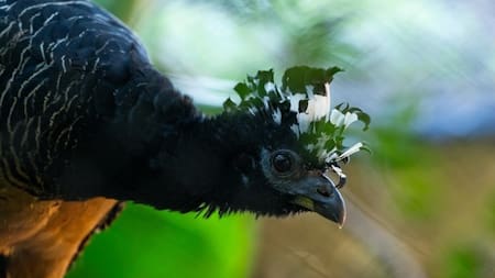 Es un ave galliforme que proviene de la familia Cracidae. Foto: Instagram/parqueiberacorrientes