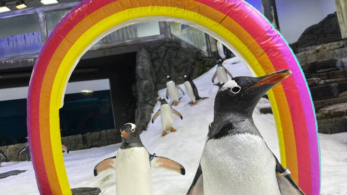 Sphen y Magic, la pareja de pingüinos homosexuales que incubó una cría. Foto: Reuters.