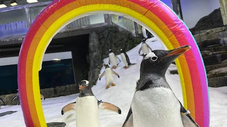 Sphen y Magic, la pareja de pingüinos homosexuales que incubó una cría. Foto: Reuters.