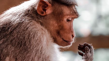 Crearon un mono híbrido. Foto: Unsplash