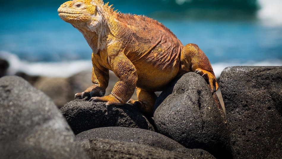 Una nueva iniciativa para combatir la contaminación en las Galápagos. Foto Alamy.